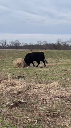 8.8K views · 793 reactions | The best kind of toy is once you can eat!! One of our angus bulls having a good time unrolling the hay this afternoon. This one we’ve raised from a baby.  #kentuckyfarmlife #farmlife #barnlife #barn #farm #countryliving #kentucky #barnanimals #farming #cattle #cows #bull #angus | Kentucky Farm Life | Facebook
