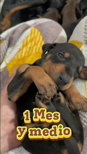 The First 6 Months of a Doberman!
