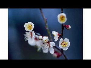 梅のキレイな写真の撮り方、5つのシーン