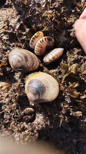 sea shell 🐚🐚🐚#shortsfeed #shorts #trendingshorts