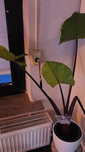 Alocasia Dark Star – kleines Problem. Jedes Mal, wenn ein neues Blatt kommt, lässt sie ein anderes hängen. Zufall? Nährstoffmangel? Oder ganz normales Wachstum? Hab sie unten sogar mit Frischhaltefolie stabilisiert – aber irgendwie reicht das nicht. Wer kennt das? Schreibt mir eure Erfahrungen in die Kommentare. 🌿 #darkstar #Plant #planttok #pflanzen #hilfe