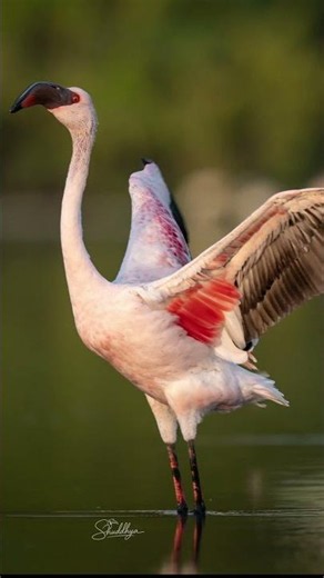 Lesser Flamingos