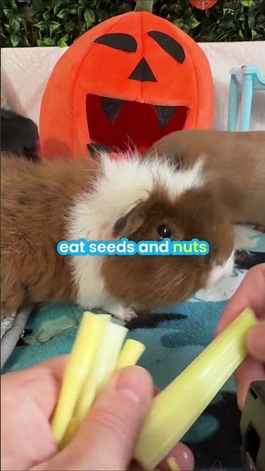 Guinea Pig Diet: Can They Eat Seeds and Nuts? (Must-Know Facts)