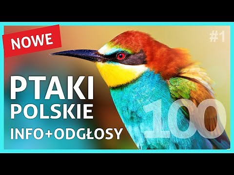 Polish Birds - Names, Appearance and Songs of Birds part 1