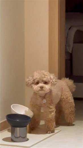망부석 강아지 복떠니🐶