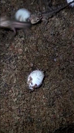 Egg to Baby Garden Lizard Hatching #wildlife #lizard