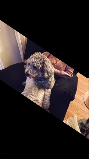 The Unbreakable Bond Between Girls and Dogs