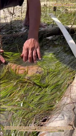 Pêche en eaux peu profondes : attraper des poissons dans un herbière marine
