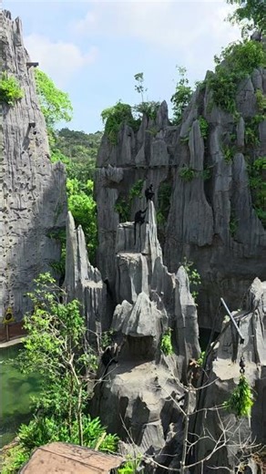 Height | Sunbathing | Furry #shortvideo #animals #top #shorts #video #explore #travelphotography