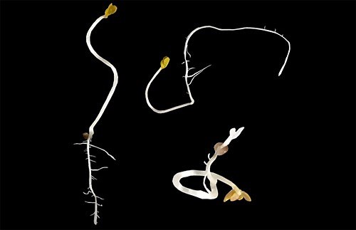 Bending Plant Roots with Gravity | Lesson Plan