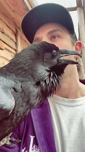 Loki the Raven in London: Sharing Lessons