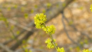 Spicebush