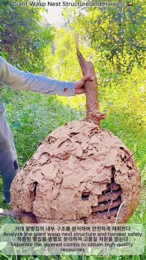 Giant Wasp Nest Structure and Harvest 🐝 | 거대 말벌집의 구조와 채취 기술