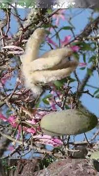 The Crazy Tree with Spikes and Pink Flowers #tree #flowers #video