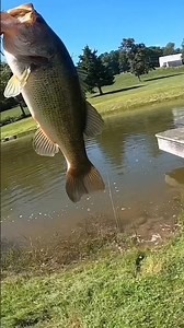 BIG Largemouth Bass Splash #shorts #bassfishing