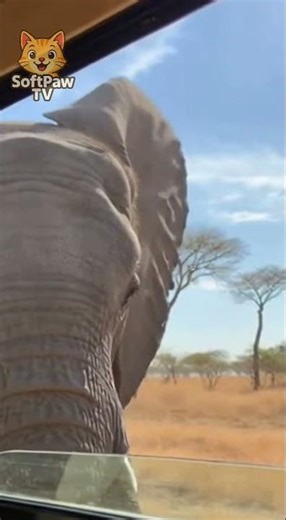 Elephant Slams Safari Car… Then Does This😱