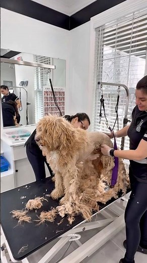 Lion Grooming 🦁 #goldendoodle #grooming #doggroomer