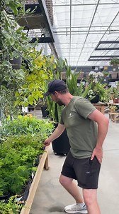 Ferns!! We LOVE indoor ferns for your home! These bushy, lush tropicals come in such a huge variety that there is one for your to fall in love with. Watch Bryan as he introduces you to a few of the ones we have in-store at West Coast Gardens. | West Coast Gardens