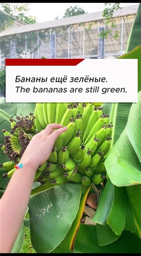 Real Life Russian | Бананы