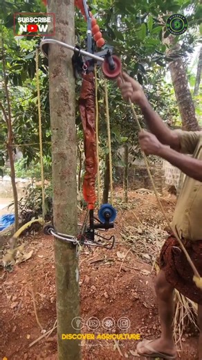 Discover Agriculture | Discover the innovative arecanut harvesting machine that's revolutionizing the way we cultivate this valuable crop. Designed for... | Instagram