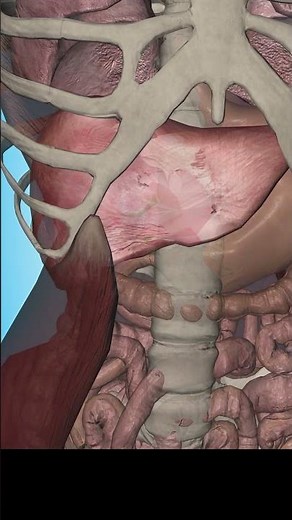 Pain in Gallbladder | Cholelithiasis | Obstructive Jaundice