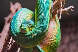 Snake Symbolism & Meaning & the Snake Spirit Animal