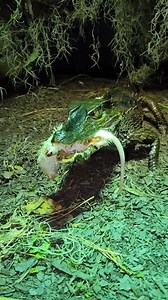 7.7K views · 113 reactions | Bjorn Ironside Slams A Rat And Eats It Whole! #caiman #share #subscribe #follow #reptiles #snake #crocodile #plantlife #blessed #turtle #vikings | Floki, The Dwarf Caiman. | Facebook