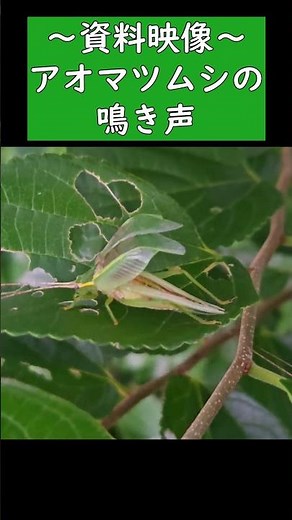 アオマツムシの鳴き声【昆虫観察】 #shorts #虫の声 #教材 #昆虫観察 #秋の夜長 #鳴く虫 #外来種