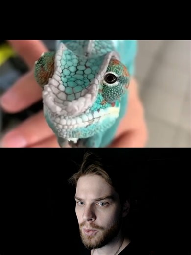 It looks alien to us. But it’s just a different solution to the same problem: seeing without being seen. #nature #animals #chameleon #vision #howitworkstiktok #curiosity #why #natureisbeautiful