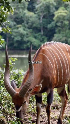 The Bongo | Africa's Hidden Forest Antelope 🌿