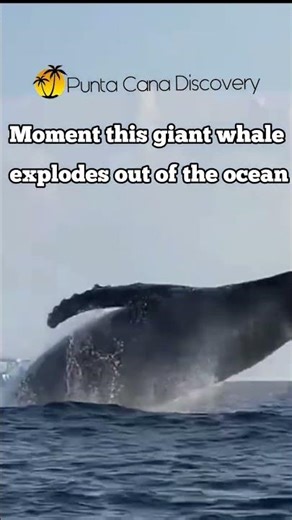 A massive humpback whale exploding #whalewatching #humpbackwhale #whales #nature #ocean #wildlife