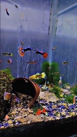 The Beautiful & Exotic World of Fancy Guppies in Planted Aquarium | Guppy Fish Tank Setup