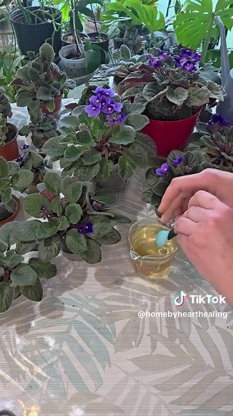 Improved African Violet Growth with Liquid Plant Food