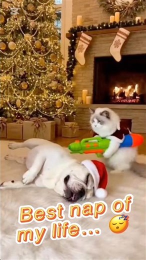 Sleeping Dog vs Toy Water Gun Cat 🎄😳💦🐶🐱🔫#cat #dog #sleep#toys #shorts #funny #cute #christmas