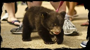 Shocking moment: Man caught dragging bear cub on a leash