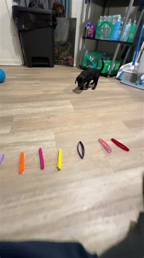 Adorable Double Doodle Puppies at 4 Weeks Old