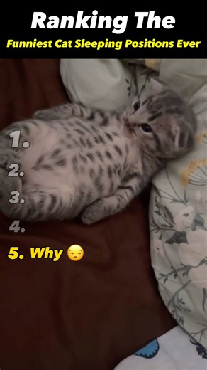 Ranking The Sleepiest Kittens Ever 😴🐱 | PawRank