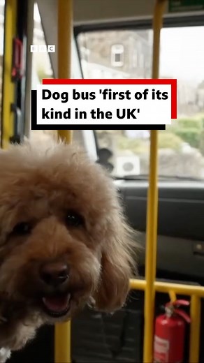 This unusual method of trans-paw-tation takes dogs on day adventures 🐶 | BBC Leeds