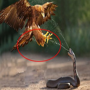 King Cobra VS Mongoose ►Mother Rabbit Save Her Baby From Snake Swallowing Please join this group to see more Amazing Animals | Bravo Animals