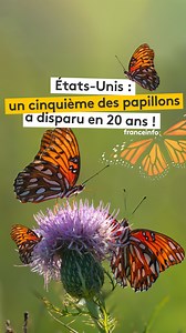 🦋 La célèbre revue scientifique américaine Science a étudié plus de 500 espèces de papillons aux États-Unis. Résultat : 22% de ces insectes ont disparu en 20 ans. Principalement à cause des pesticides et du réchauffement climatique. Le phénomène est comparable ailleurs dans le monde et donc en France, même s’il n’existe pas aujourd’hui d’étude aussi poussée sur le sujet. 🎥 : Victor Matet #franceinfo #papillon #biodiversité #usa #insectes #pesticides | Franceinfo
