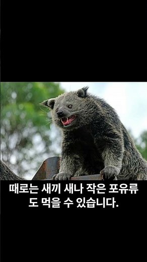 빈투롱(Binturong) #동물 #신기
