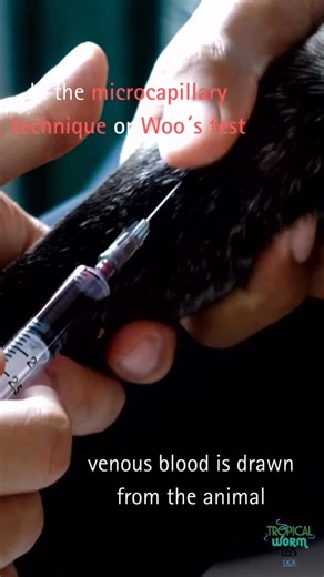 The Tropical Worm Lab UCR on Instagram: "The microcapillary test allows direct visualization of microfilariae of Dirofilaria immitis (canine heartworm) circulating in the blood. By centrifuging whole blood 🩸 in a capillary tube, motile microfilariae🪱 can be observed at the plasma–buffy coat interface under the microscope—simple, fast, and very effective for parasitological screening. A classic technique that reminds us: sometimes seeing is believing. 👀🔬 Microhematocrit video credits to @vmon