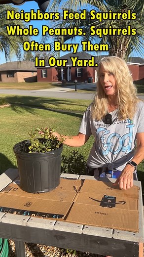 10K views · 108 reactions | Ever Seen How a Peanut Grows? #peanuts #planting | Piney Grove Homestead and Mini Farm | Facebook