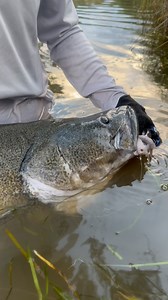 Trophy Murray cod on fly for @tooturnttoskrrrt 🇦🇺🙌🏻 An absolute horse from small water, Chris won’t be forgetting this one for a long time! It’s a special moment to break the metre mark, and this was the cherry-on-top for an already epic week of fishing. Safe travels back to the US mate, plenty of great memories until next time!! More guided Murray cod adventures coming for Summer, let’s see what shows up. #affguiding #flyfishingaustralia #murraycod #goodoo #flyfishing #seeaustralia | Aussie