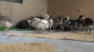 14K views · 407 reactions | The previous brooding technique was part of our research on how to make brooding more affordable and practical. #poultryfarming #AgricultureInnovation #brooding | Philippine Native Chicken | Facebook
