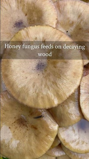 Honey Fungus—one of Earth’s largest living organisms hiding in my garden 🍄 #NatureShorts #gardening