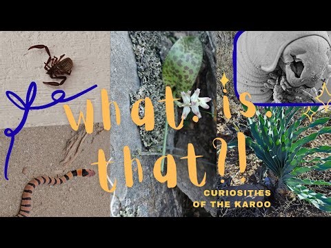 Pseudoscorpion in the Klein Karoo... What is that?!