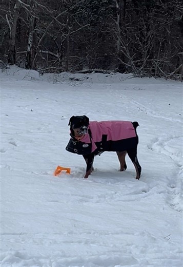 wouldn’t have it any other way🥰 #fyp #foryoupage #viral #trending #rottweiler