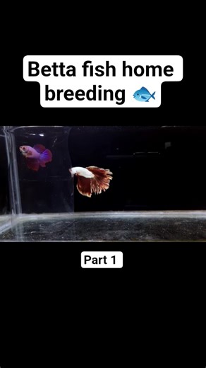 Betta fish home breeding 🐟 #fish #bluebettafish #aquarium #bettafishuae #bettadubai #bettafish