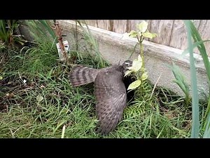 Sparrowhawk v Crow